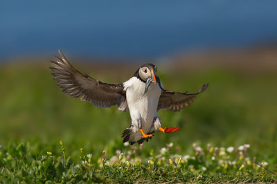 Puffin holding fish while flying over field