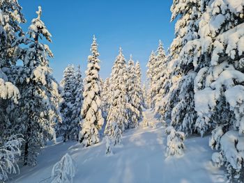 Snow covered land and trees against sky