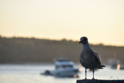 Seagull perching on a bird