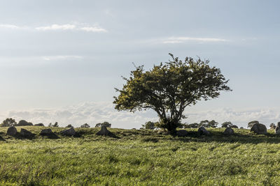 View of tree on field against sky