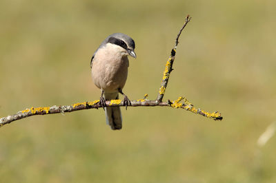 Close-up of bird perching on branch