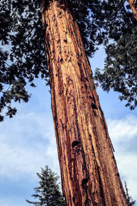 Low angle view of tree trunk against sky