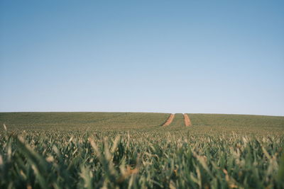 Scenic view of agricultural field against clear sky