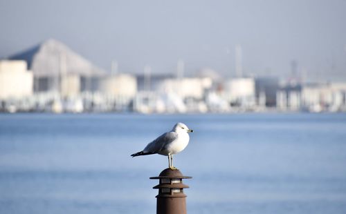 Seagull perching on a wall