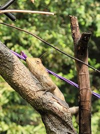 Close-up of lizard on tree trunk
