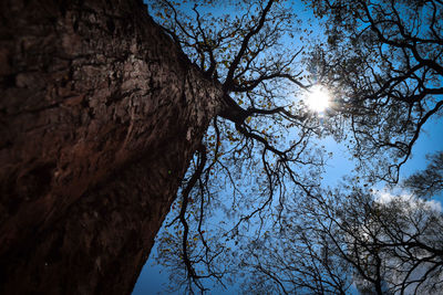 Low angle view of bare trees against sky