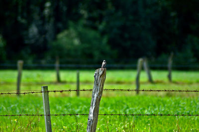 Bird perching on wooden post in field