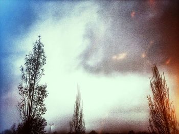 Low angle view of tree against sky