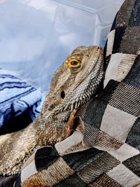 Close-up of lizard on bed