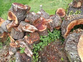 High angle view of tree stump in forest