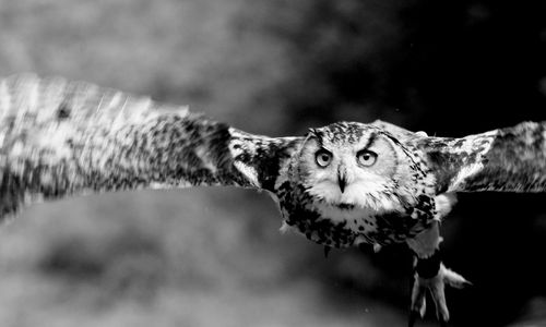 Close-up portrait of an animal