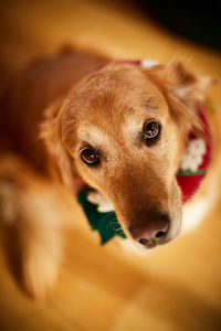 Golden retriever with christmas wreath looking innocently