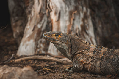 Close-up of an iguana on rock