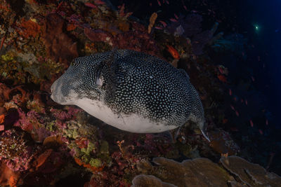 Close-up of fish swimming in sea