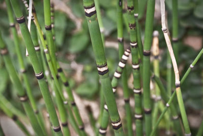 Full frame shot of bamboo plant