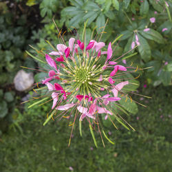 Close-up of butterfly pollinating on pink flower