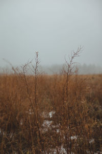 Dry plants on land against sky