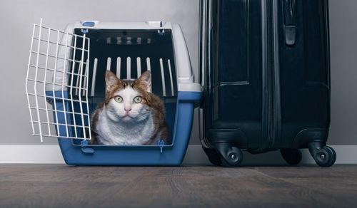 Portrait of cat sitting in cage by luggage