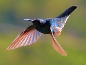 Close-up of humming bird flying