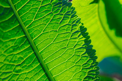 Full frame shot of green leaves