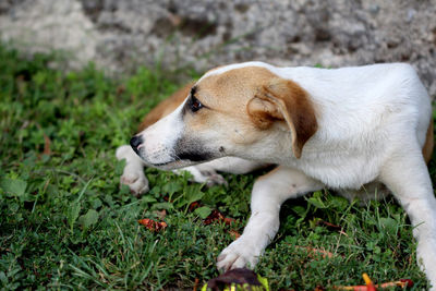 Close-up of dog on field