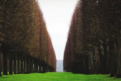Trees on grassy field