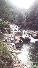 River flowing through rocks in forest