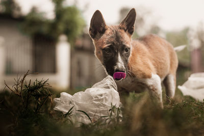 Stray dog looking away outdoors