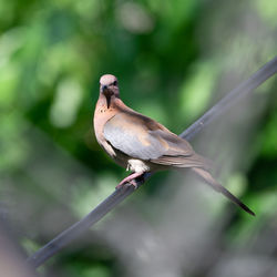 Close-up of bird perching on branch