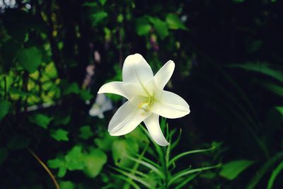 Close-up of white flowering plant