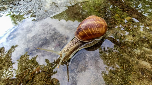 High angle view of snail in water