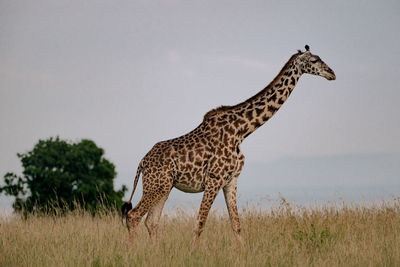 animal
