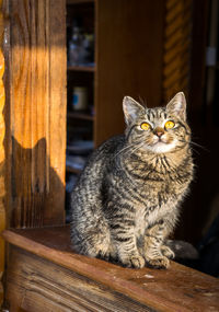 Close-up of a cat looking away