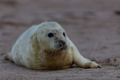Close-up of an animal on beach