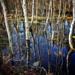 Reflection of trees in calm lake