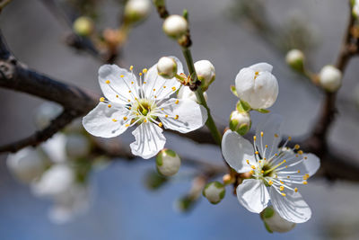 Close-up of white cherry blossoms in spring