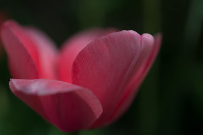 Close-up of flower growing outdoors