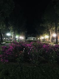 Purple flowering plants in park at night