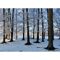 Snow covered trees in forest
