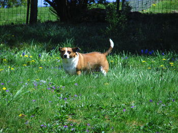 View of a dog on field