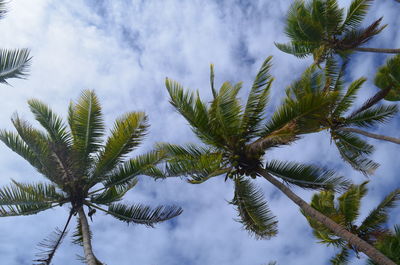 Low angle view of palm tree against sky