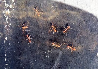High angle view of leaf