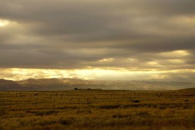 Scenic view of field against sky