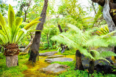 Trees growing in forest