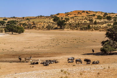 Sheep grazing on field