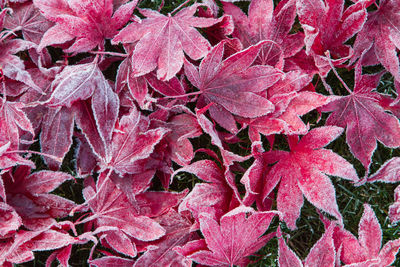 Full frame shot of leaves