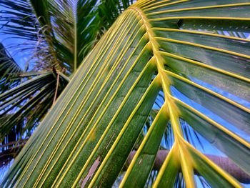 Close-up of palm leaves