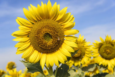 Close-up of sunflower against sky