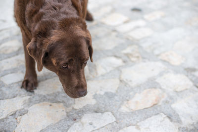 High angle portrait of dog on footpath