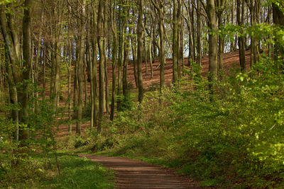 View of trees in forest